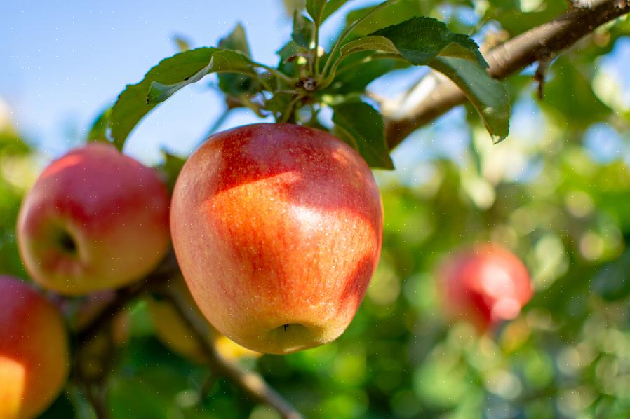 De soort appelschurft die appels