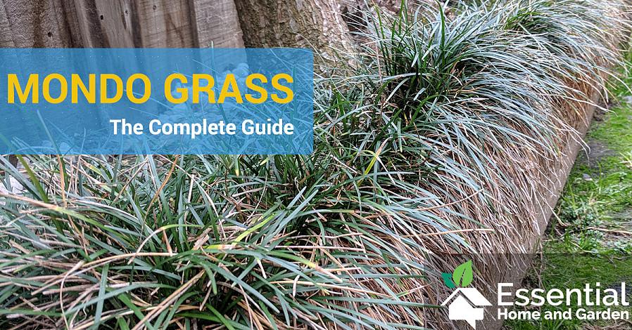 Mondo-gras (Ophiopogon japonicus) is een uitstekende plek om te beginnen met het kweken van siergrassen