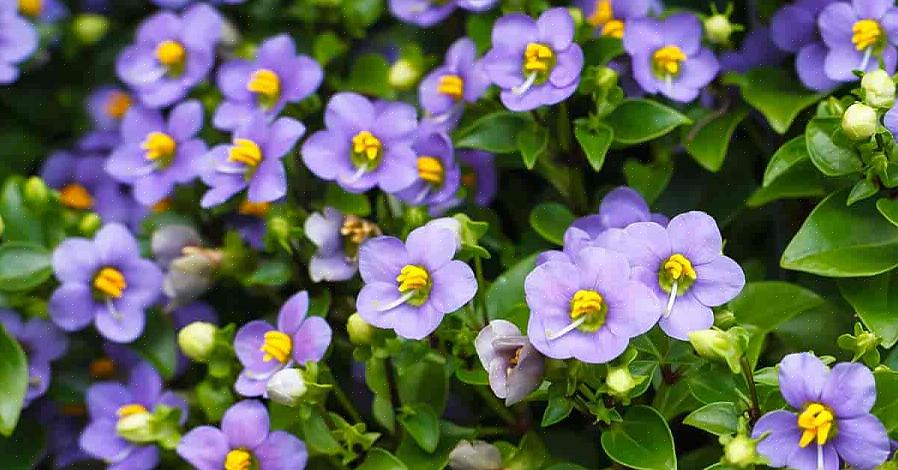 Perzische viooltjes zijn verwant aan impatiens in plaats van viooltjes