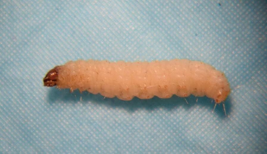 Als je een wormachtig insect met een harde schaal ziet