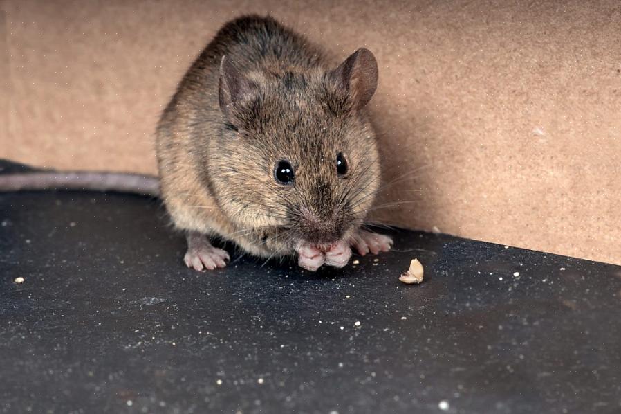 Het volgende biedt een gids voor identificatie van huismuizen
