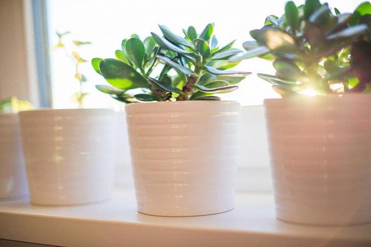Als je eenmaal weet waar je feng shui-geldgebied zich bevindt