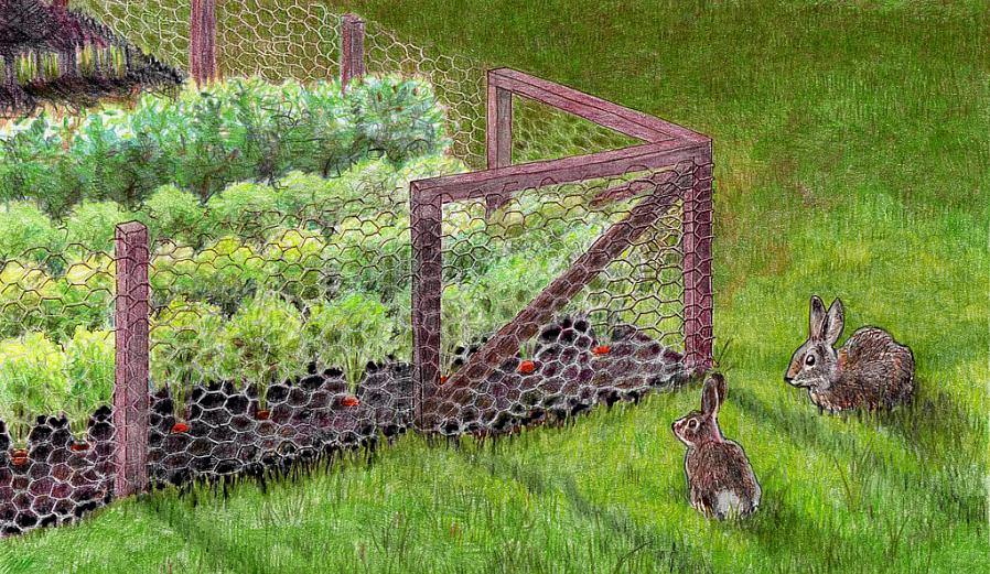 Konijnen planten zich voort