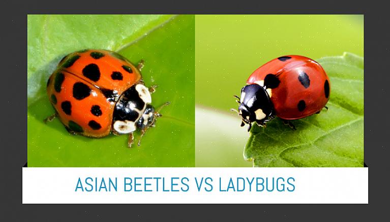Het Aziatische lieveheersbeestje is een roofdier van een aantal plaaginsecten