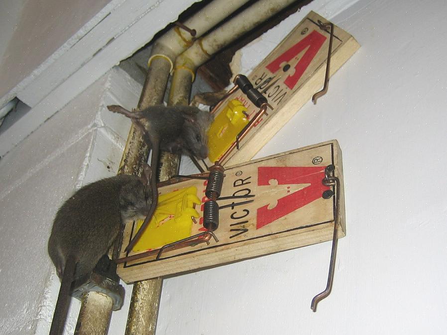 Waar moet ik rattenvallen plaatsen