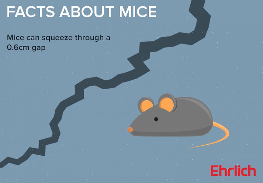 Zijn de ongediertebestrijdingsmethoden die succesvol zullen zijn ook verschillend voor ratten
