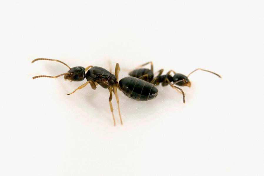 Kan het effectief zijn om het nest zelf te behandelen met een correct gelabeld insecticide