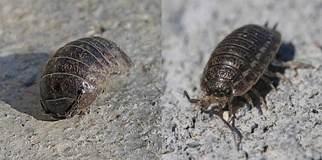 Sowbugs zijn twee kleine plagen die worden beschouwd als incidentele indringers omdat ze huizen