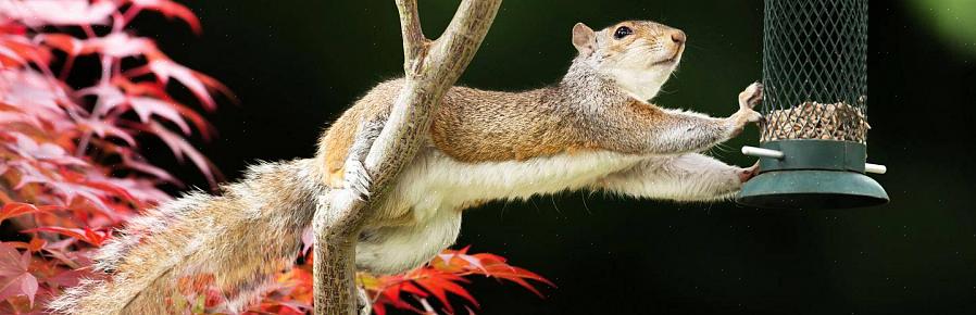 Eekhoorns zijn een natuurlijk onderdeel van de omgeving