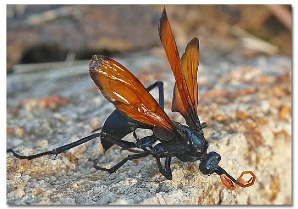 De Tarantula Hawk Wasp is een gewone woestijnwesp in het zuidwesten