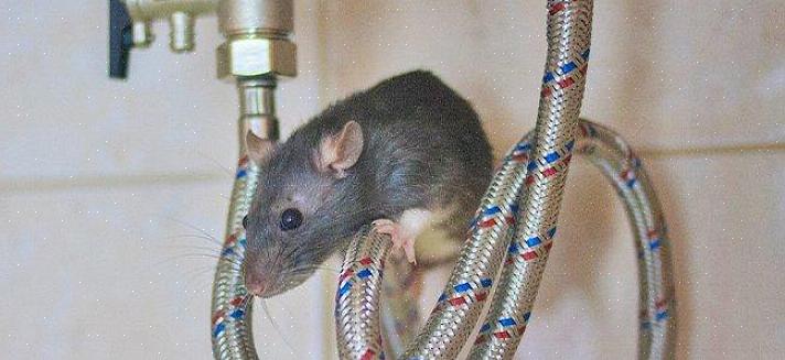De dakrat (rattus rattus)