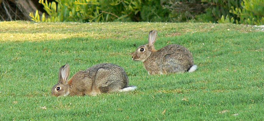 De jackrabbit kantelt de weegschaal met een flinke drie tot zeven pond