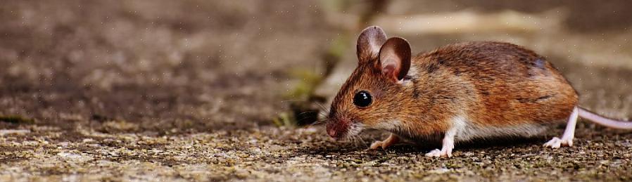 Hoewel de hertenmuis de voorkeur geeft aan bossen