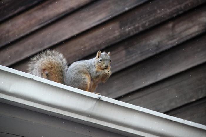 Aangepast met toestemming van "How to Evict Squirrels" door Bill Earl