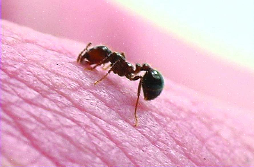 Vuurmieren zijn zeer agressieve insecten