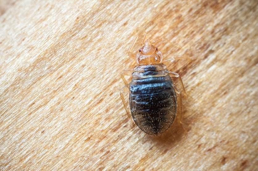 Sommige beestjes en insecten bijten mensen