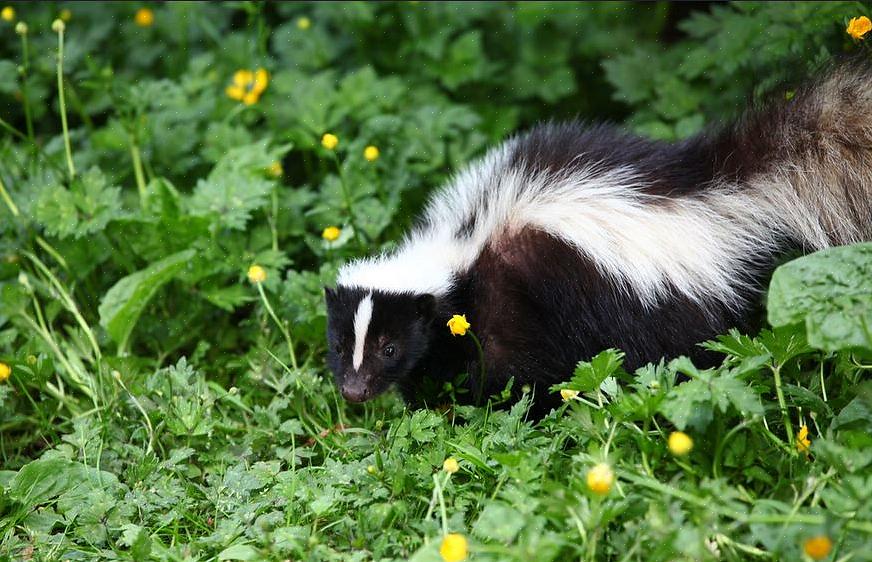 Waarbij sommige geen insectenwerende middelen of pesticiden hebben geregistreerd voor de bestrijding