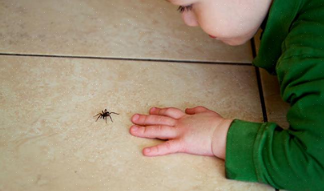 Verminder de insecten die de spinnen aantrekken door standaard kwikdamplampen te vervangen