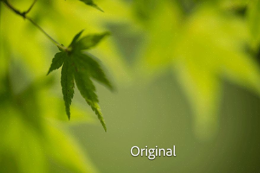 Opvallende combinaties kunnen ontstaan wanneer grof blad naast fijn blad groeit