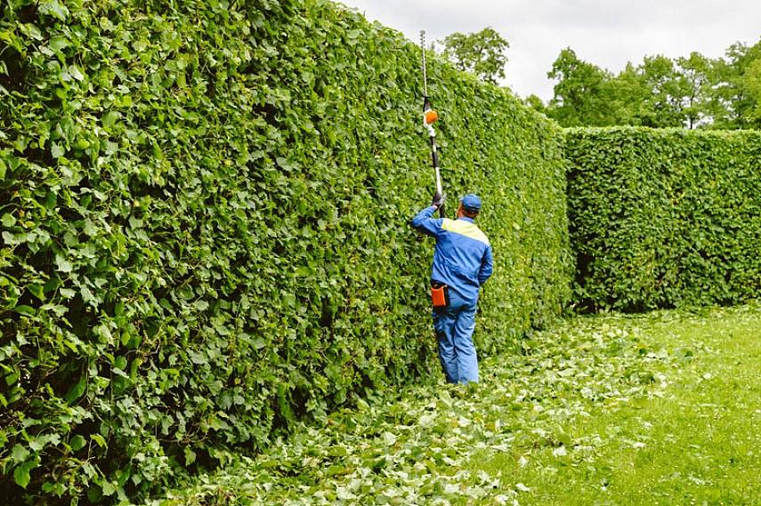 Fungeert ook als een plant die waardevol is voor zowel herfst- als winterscènes