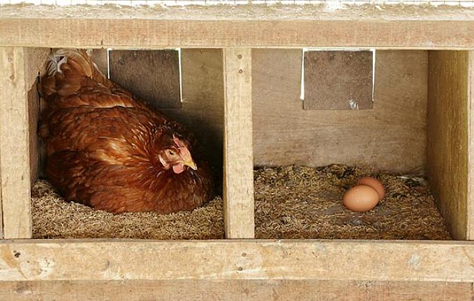 Ze zullen niet alleen stoppen met het leggen van eieren in nestkasten