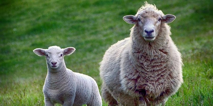 Moet een boerderij meestal een vergunning hebben
