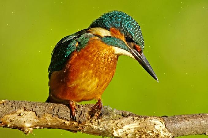 De eieren van verschillende vogels variëren in textuur