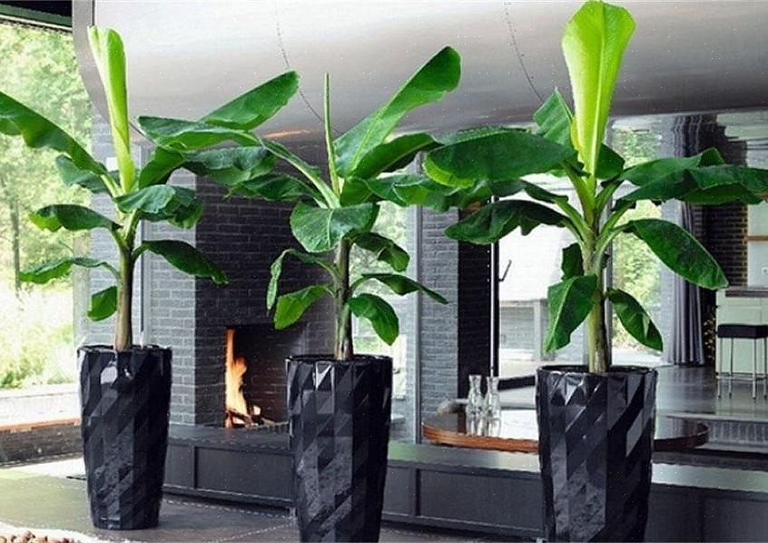 Zeer tropische zomercontainer met een bananenpalm creëren