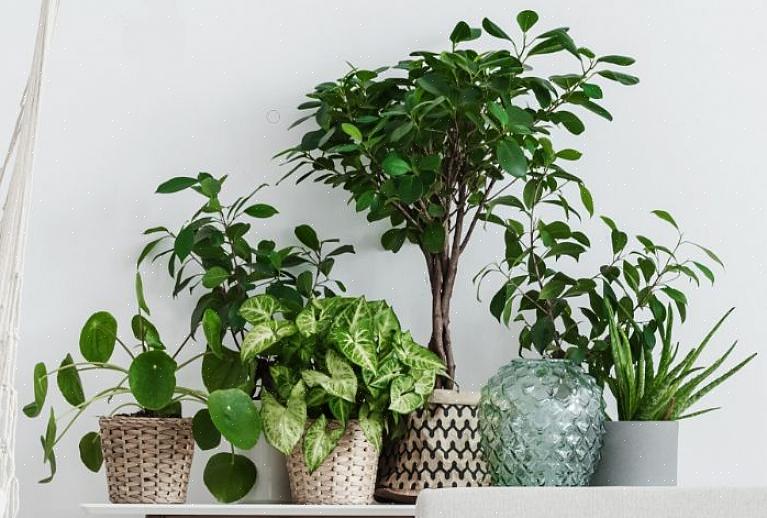 Hebben je planten niet veel of geen mest nodig