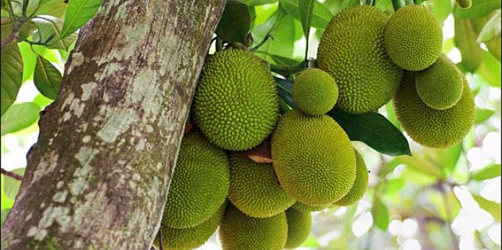 Het kan tot 14 jaar duren voordat jackfruitbomen vruchten afwerpen