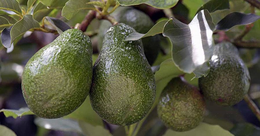 Plantaardige boter of ahuacuatl worden genoemd