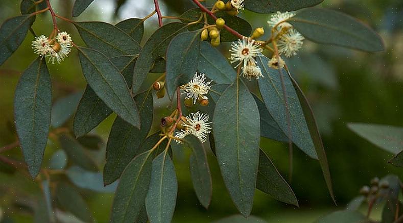 De eucalyptusplant