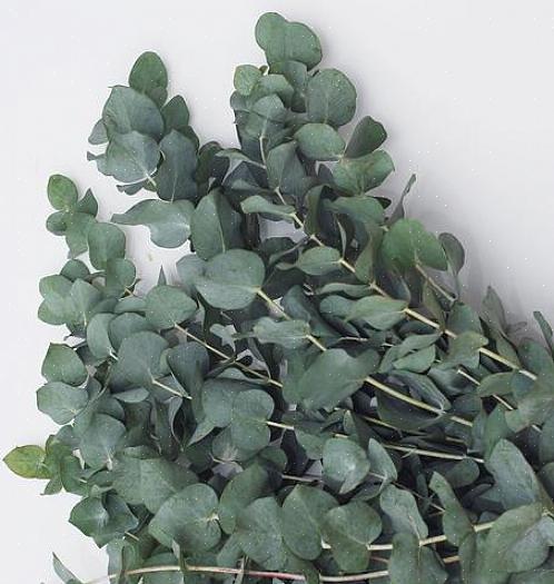 Eucalyptustakken kunnen aan de stam worden gedroogd door de takken ondersteboven in een klein bosje