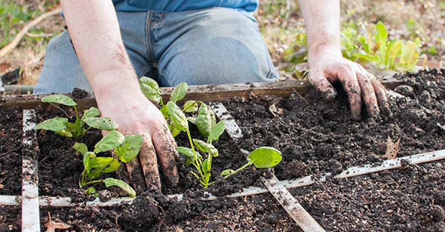 Sommige schimmelziekten krijgen hun haken in onze tuinen omdat we planten als de grond nog te koel is
