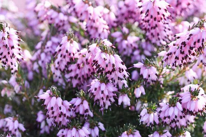 Erica x darleyensis Mediterranean Pink nauwkeuriger wordt aangeduid als "winterheide"