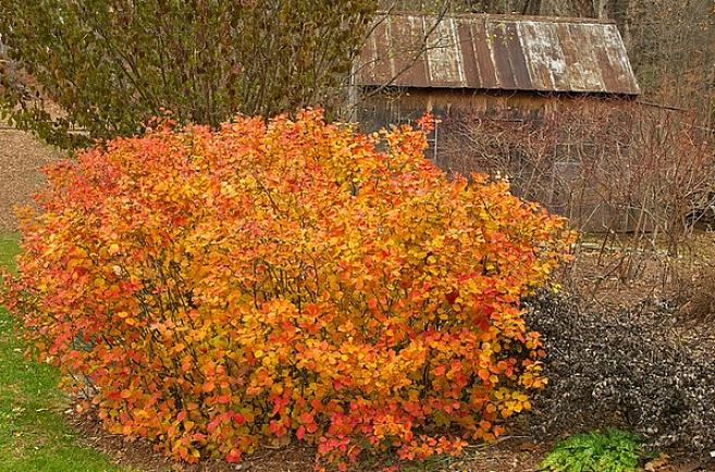 Plantentaxonomie classificeert deze dwergfothergilla-struiken als Fothergilla gardenii 'Mount Airy'