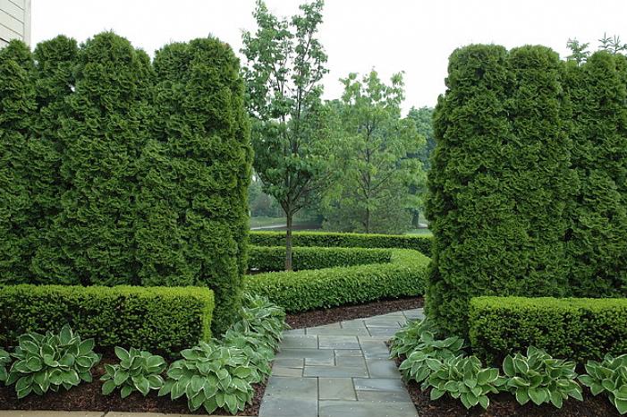 En de enige goede planten voor een formele haag hebben kleine