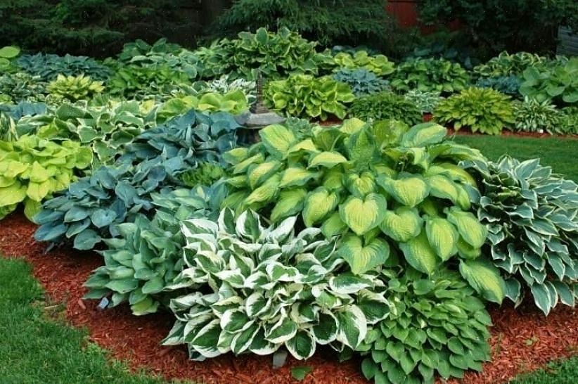 De European Hosta Society stelt