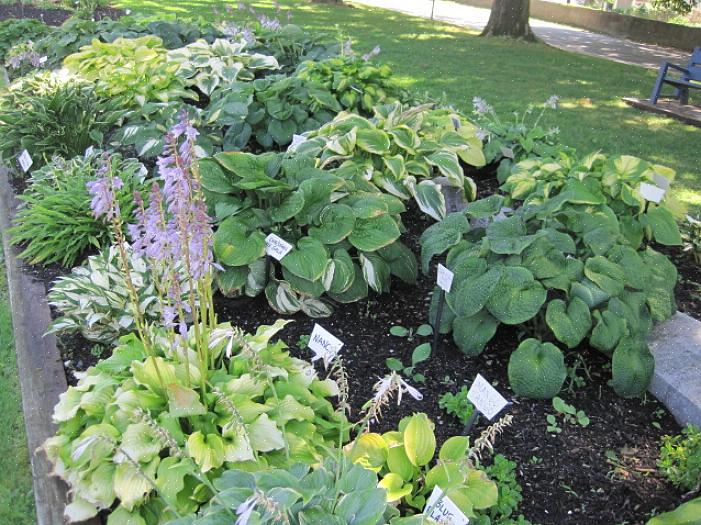 De bladeren van Hosta-planten zijn er ook in een aantal maten