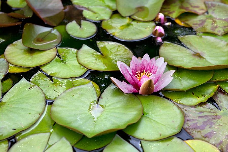 Naast koude winterhardheid verschillen tropische waterlelies op de volgende manieren van winterharde
