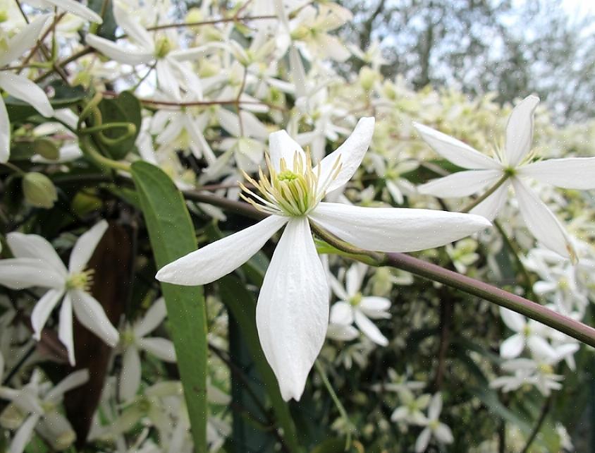 Snoei lente- en zomerbloeiende clematis (groep 2)