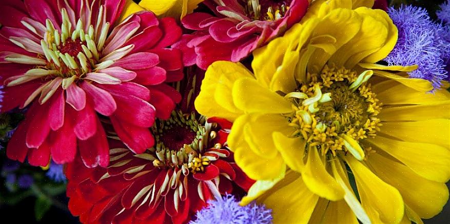 De hele missie van een eenjarige plant is om zaad te produceren om de voortplanting van toekomstige