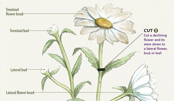 Moedig planten aan om meer bloemknoppen te zetten