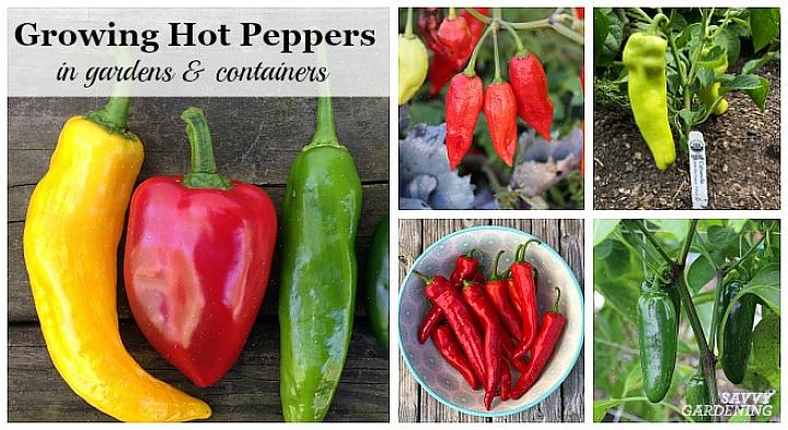 Paprika's, paprika's