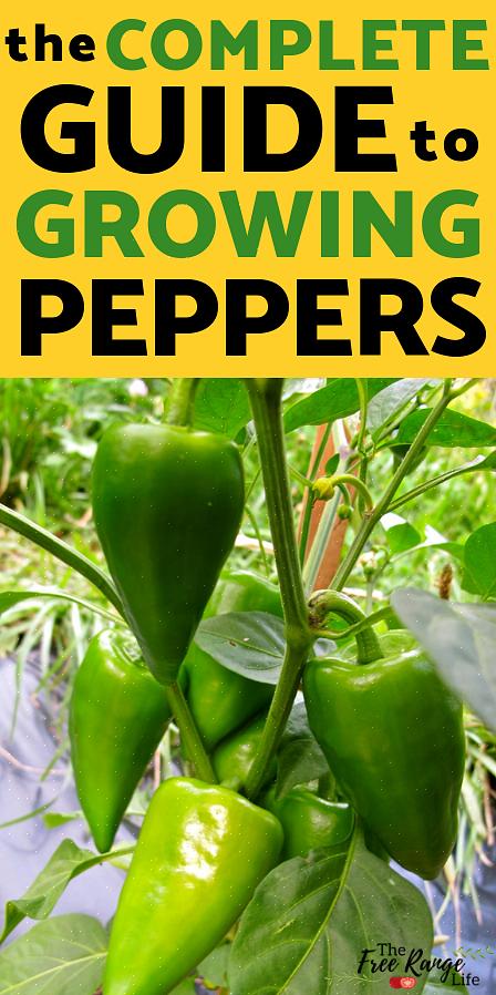 Paprika's in de Capsicum annuum-soort kunnen heet zijn of wat we 'zoet' noemen