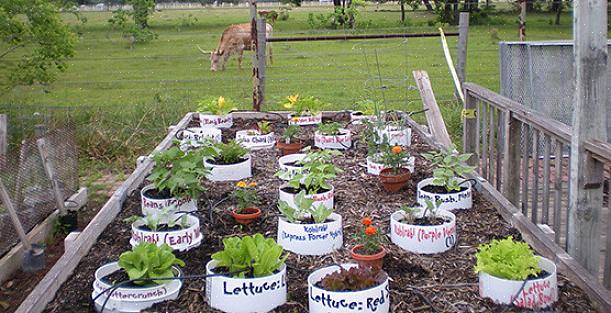 Wat u in een moestuin van een container kunt laten groeien
