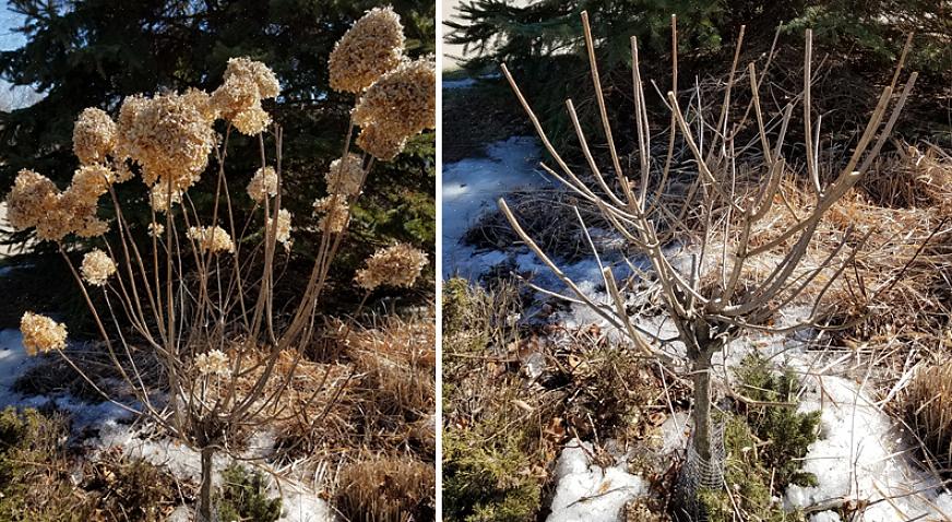 Overzicht Hortensia's vormen een prachtige blikvanger in de tuin
