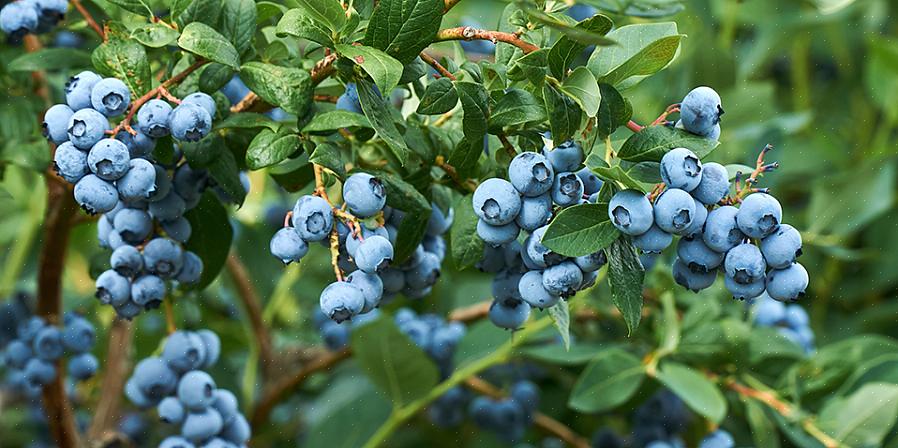 Bosbessen zijn het zoetst als ze minstens een week aan de plant blijven nadat ze blauw zijn geworden