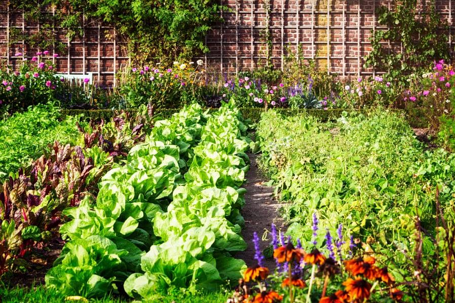 Het metgezel planten van bloemen