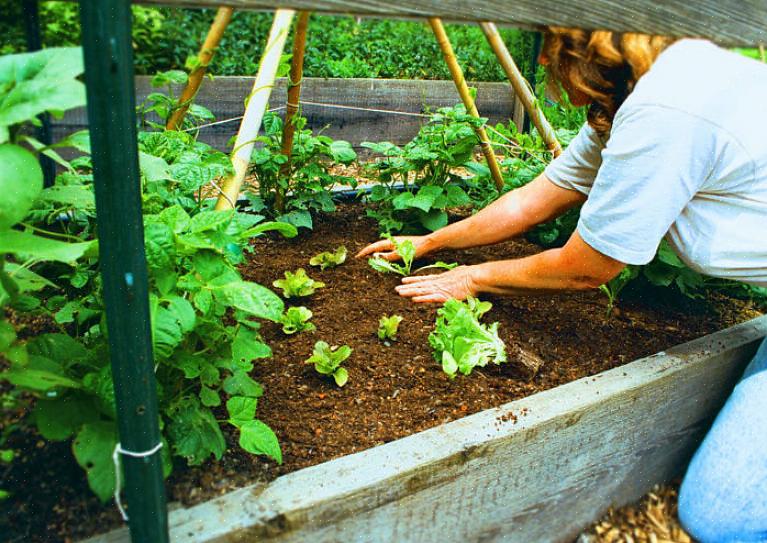 Is een manier om uw oogst te verlengen door het aanplanten van gewassen of het planten van variëteiten
